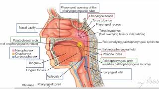 Pharynx parts [upl. by Heriberto122]