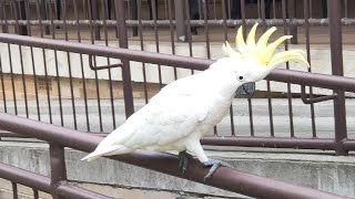 The Sulphur crested Cockatoo 葵花凤头鹦鹉 breezy728 [upl. by Larcher]