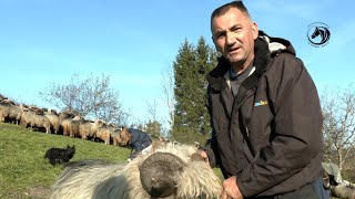 Vlašićka ovca je kao dobra žena željna provoda nikad ne voli biti na jednom mjestu [upl. by Boiney]