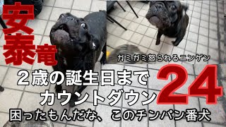 『もうすぐ2歳になる犬』と『４月末に４歳になる犬』のいる生活 と保護猫たち [upl. by Gokey675]