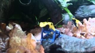 Dendrobates tinctorius citronella [upl. by Aseefan166]