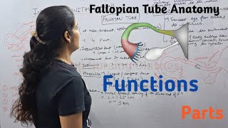 Fallopian Tube  Function Parts  By Reena Sharma  NORCET  Aiims  Cho Staff nurse  Gnm [upl. by Papp669]