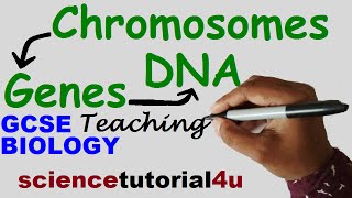 DNA CHROMOSOMES GENES amp ALLELES GCSE Science Biology [upl. by Rabka776]