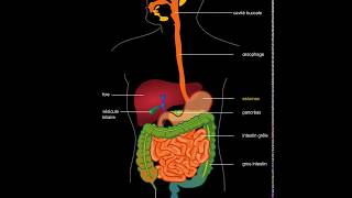 Appareil digestif [upl. by Kaleb]