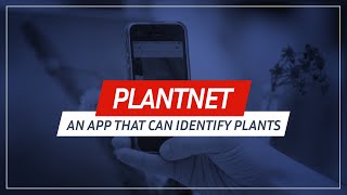 Plantnet an application that can identify plants 🌱😲 [upl. by Kennith]