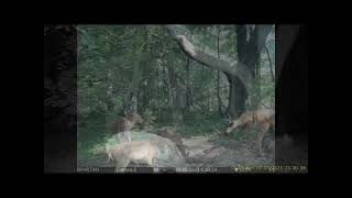 2023 Wisconsin Big Buck Trail Cam Pictures wBlack Bear and Bobcats [upl. by Ruperta]