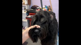 Trimming Schnauzer Eyebrows 1 [upl. by Kassab]