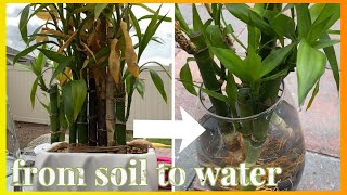 LUCKY BAMBOO  Transferring From Soil to Water  Dracaena Sanderiana Indoor Houseplant [upl. by Hamid326]