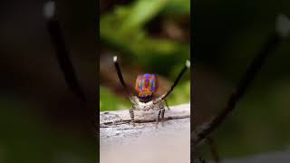 The Peacock Spiders Spectacular Dance  spider [upl. by Augusto]