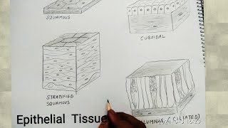 how to draw epithelial tissues [upl. by Leraj102]