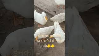 Birds loverviralvideo birdslover youtubeshorts gorakhapur [upl. by Savory]