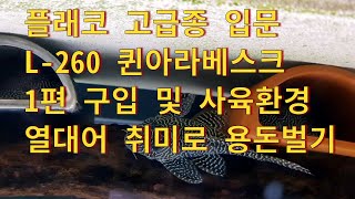 열대어물생활고급종 플래코 입문편 L260 퀸아라베스크 1탄 구입및 사육환경l260 queen arabesque pleco tropical fish [upl. by Joris]