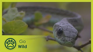 Boomslang  Natures Greatest Moments S03E09  Go Wild [upl. by Azmah]