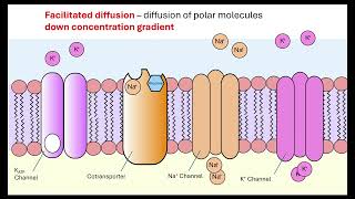 A Level Biology Revision quotHydrogen Bonding in Waterquot [upl. by Durstin]