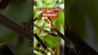 Do You Know About DiebackShort Video Citrus Plant [upl. by Legir]