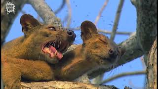 My Favorite Animal  Fossa Fouche cryptoprocta ferox [upl. by Bound]