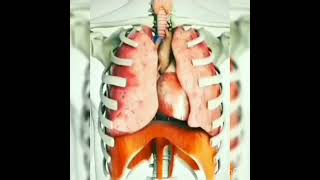 Mechanism of Respiration Animationduring inspiration and expiration [upl. by Aneeram]