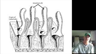 Histology of the small intestine [upl. by Bueschel]