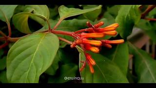 Hamelia Patens Firebush [upl. by Sirk]