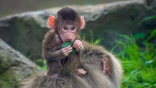 Baboon Baby Boom the cuteness continues [upl. by Canada]