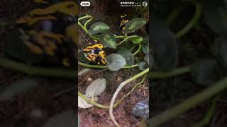 My leucomelas dart frog 😱got egg ‼️ [upl. by Woodhouse]