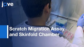 Scratch Migration Assay and Skinfold Chamber Wound Healing Analysis  Protocol Preview [upl. by Ahnavas]