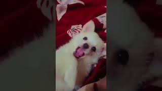 doglover cute pets [upl. by Codee]