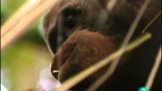 El Orangutan Documental Sobreviviendo en la naturalezaEspañolcastellano [upl. by Kirby]