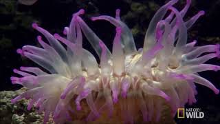 sea anemone kill fish [upl. by Waldos682]