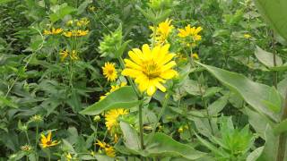 Rosinweed  Silphium integrifolium blooming at Ion Exchange [upl. by Lerak193]