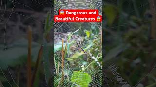 Wild Spider 🕷️  spider insects wildlife [upl. by Niamjneb]