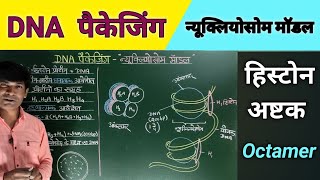 DNA Packaging Nucleosome Modal DNA पैकेजिंग न्यूक्लियोसोम माॅडल। [upl. by Aseuqram]