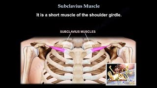 Anatomy Of The Subclavius Muscle  Everything You Need To Know  Dr Nabil Ebraheim [upl. by Haldan]