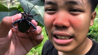 SPRAYED by GIANT Shield Bug‼️hunting insect giant shield bug weaver spider and giant grasshopper [upl. by Welsh]