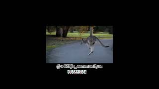 Kangaroo fightKangaroo matingKangaroo baby pouchKangaroo vs man share subscribeviral shorts [upl. by Azeria154]