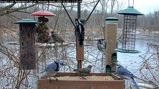 Forest Birds Flock For A Winter Lunch At Bustling Cornell Feeders – Dec 20 2023 [upl. by Emory]