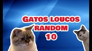 Gatos engraçados e Loucos Random 10  Funny and Crazy Cats [upl. by Bernt785]