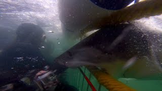 Dive In To Shark Week With The 13 Best Shark Videos [upl. by Arytahs]