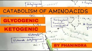 Catabolism of Aminoacids  Degradation  Glycogenic and Ketogenic Aminoacids [upl. by Sapienza620]