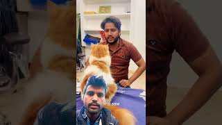 Apne Nana ki jem se paise churane hai tumhen billu billi comedy catvideos cat [upl. by Eseerehs469]