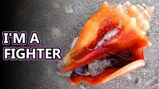 Conch facts snails with attitude  Animal Fact Files [upl. by Pelson]