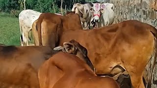 Jay Mata ki channel ko subscribe Karen shandar Sundar sahiwal gir cross bichhiya desi gay 🐂🐂🐂🐂🐂🐂🐂🐂🐂 [upl. by Sielen]