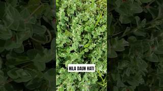 Indigofera cordifolia ‼️ HeartLeaf Indigo  NILA DAUN HATI indigofera HeartLeafIndigo [upl. by Nnawtna]