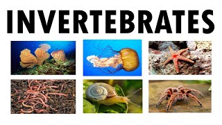 The Invertebrates Science 6 [upl. by Natka]