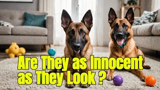 Belgian Malinois Expectations vs Reality  Belgian Malinois Training  Dog Training [upl. by Terrilyn]