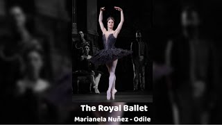 The Royal Ballet  Swan Lake Odile performed by Marianela Nuñez [upl. by Reifinnej286]