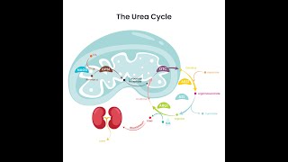 Reactions Steps of Urea Cycle and Significance or Importance of Urea Cycle pathway to Man [upl. by Alitha210]