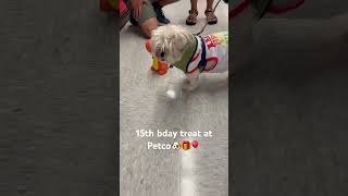 Shih tzu birthday treat [upl. by Rauscher889]