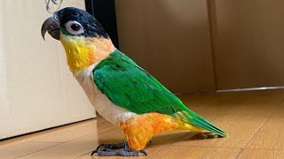 Black Headed Caique Talking amp Sounds  Black Headed Parrot Playing  Funny Caique Parrot Playing [upl. by Hertz273]