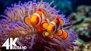 Aquarium 4k VIDEO ULTRA HD  Captivating Moments with Beautiful Coral Reef Fish  Relaxing music [upl. by Nort637]